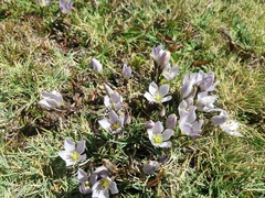 Gentianella multicaulis
