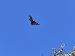 Pteropus poliocephalus