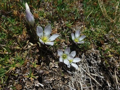Gentianella multicaulis