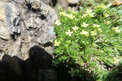 Galium cespitosum