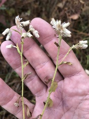 Pseudognaphalium helleri