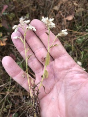 Pseudognaphalium helleri
