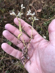 Pseudognaphalium helleri