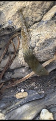 Lessoniaceae