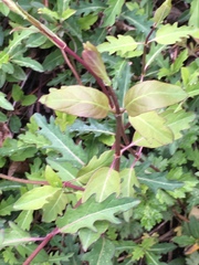 Lonicera japonica