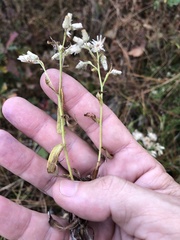 Pseudognaphalium helleri