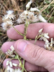 Pseudognaphalium helleri