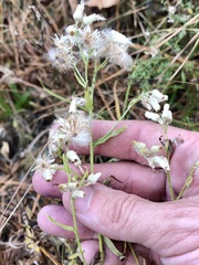 Pseudognaphalium helleri