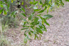 Acacia penninervis