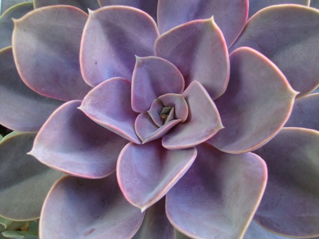 Echeveria 'Perle von Nurnberg'
