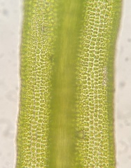 Amphidium mougeotii