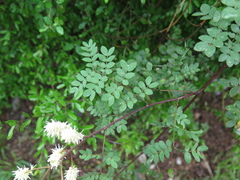 Mimosa malacophylla
