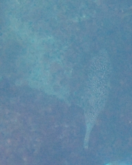 Diodon hystrix