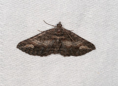 Eucymatoge scotodes