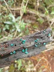 Chlorociboriaceae