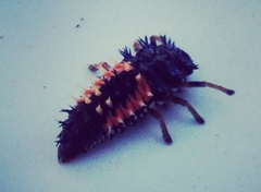 Harmonia axyridis
