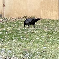 Corvus corax