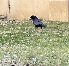 Corvus corax