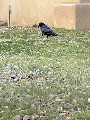 Corvus corax