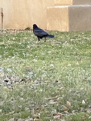 Corvus corax