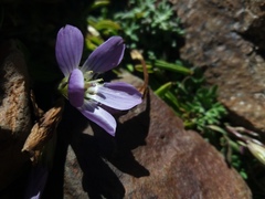 Gentianella multicaulis
