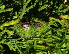 Automeris cecrops pamina