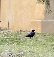 Corvus corax