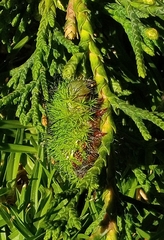 Automeris cecrops pamina