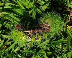 Automeris cecrops pamina
