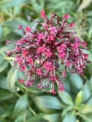 Centranthus ruber