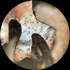 Didymocyrtis