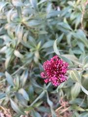 Centranthus ruber