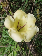 Solandra longiflora