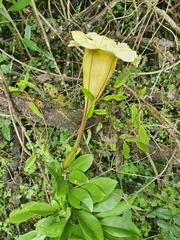 Solandra longiflora