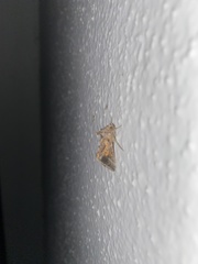 Argyrogramma verruca