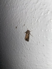 Argyrogramma verruca