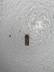 Argyrogramma verruca