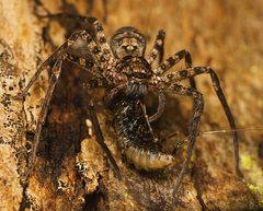 Heteropoda procera