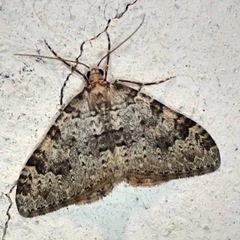Nebula ibericata