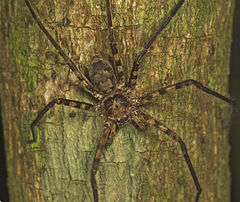Heteropoda procera