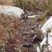 Alpine Chipmunk - Photo (c) Ryan Brown, some rights reserved (CC BY-NC-ND), uploaded by Ryan Brown