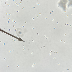 Didymocyrtis