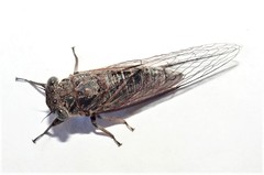 Atrapsalta encaustica