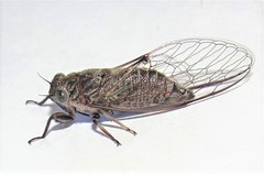 Atrapsalta encaustica