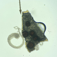 Didymocyrtis
