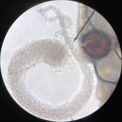 Didymocyrtis