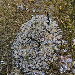 Phaeophyscia rubropulchra image