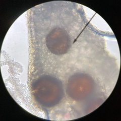 Didymocyrtis