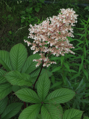Rodgersia
