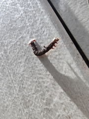 Antictenia punctunculus